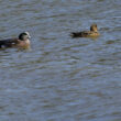 Canard à front blanc mâle avec femelle de Canard siffleur